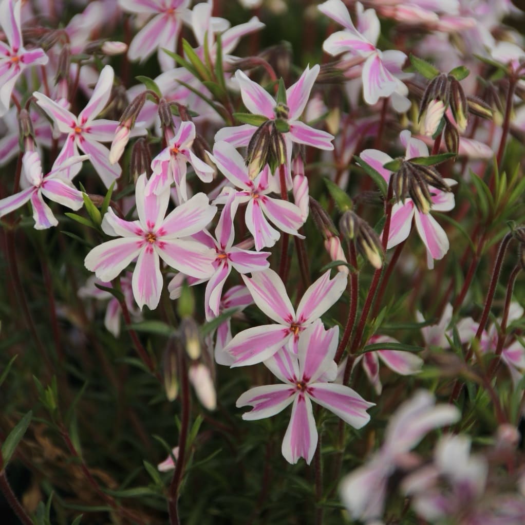 Phlox subulata 'Kimono Pink-White'