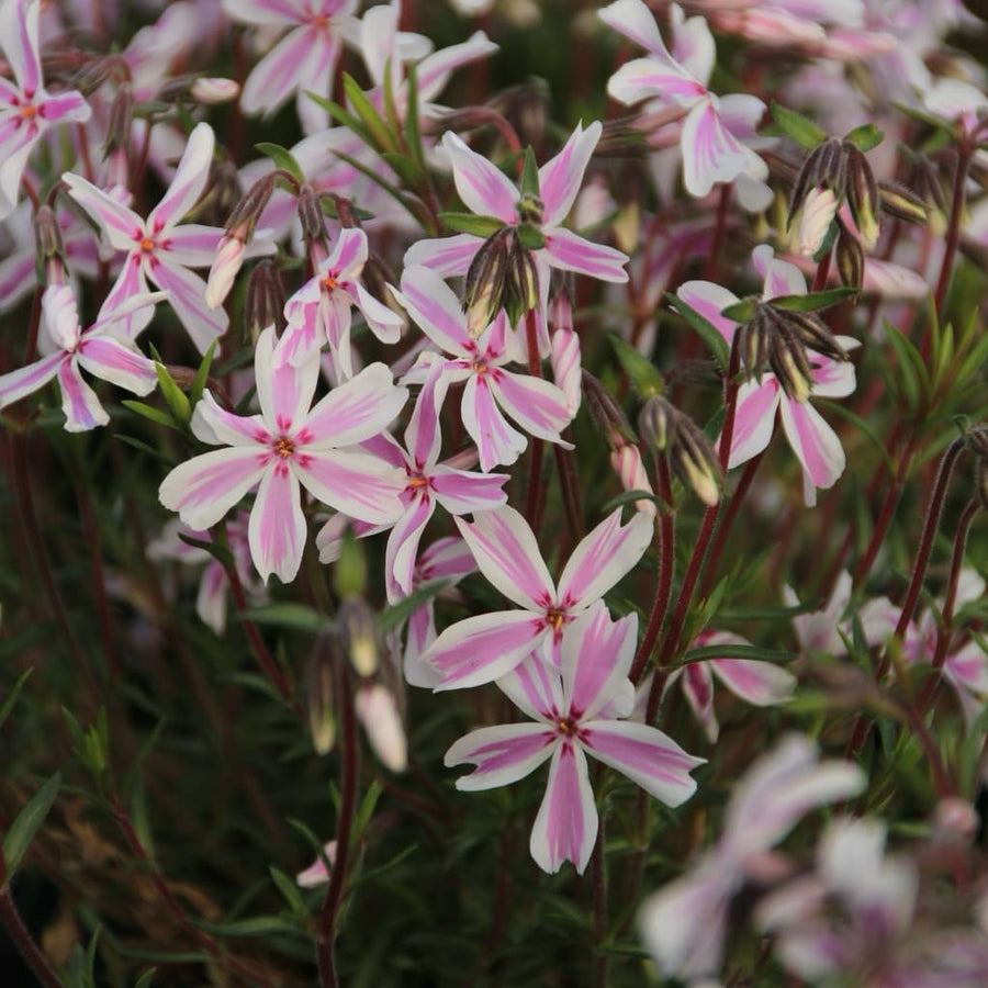 Phlox subulata 'Kimono Pink-White'