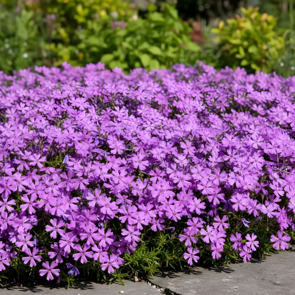 Phlox subulata 'Purple Beauty'