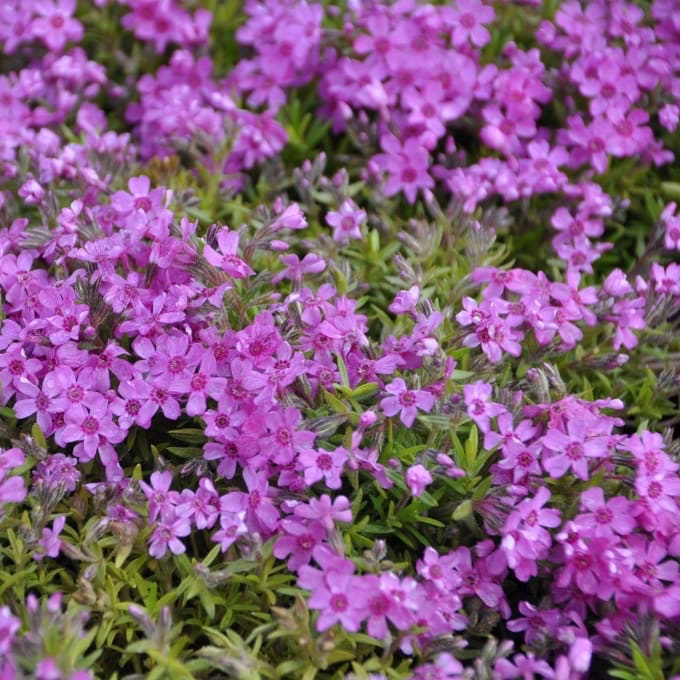 Phlox subulata 'Zwergenteppich'