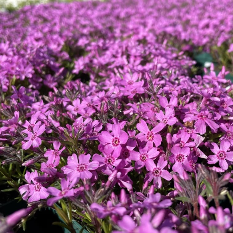 Phlox subulata 'Zwergenteppich'