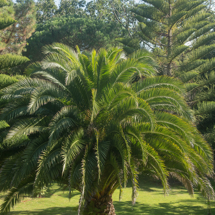 Phoenix canariensis draußen im Garten