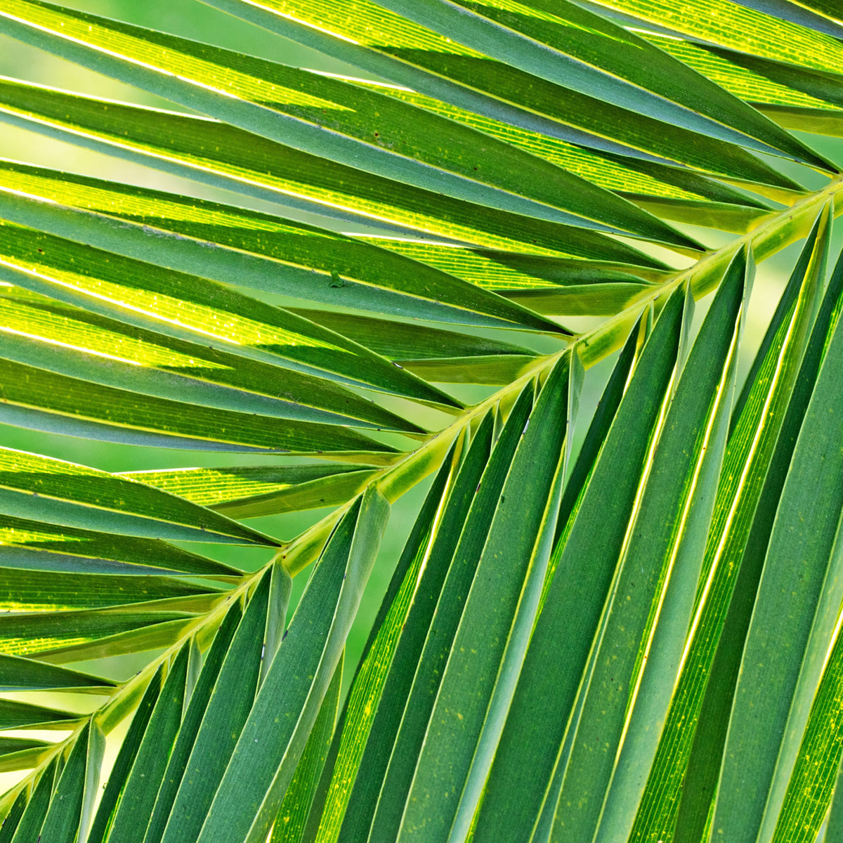 Palmwedel-Blatt der Phoenix canariensis