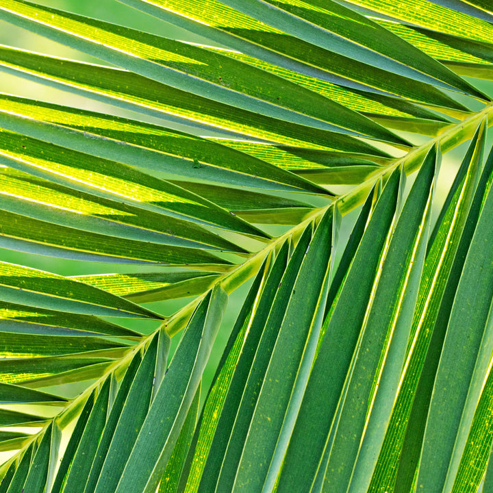 Palmwedel-Blatt der Phoenix canariensis
