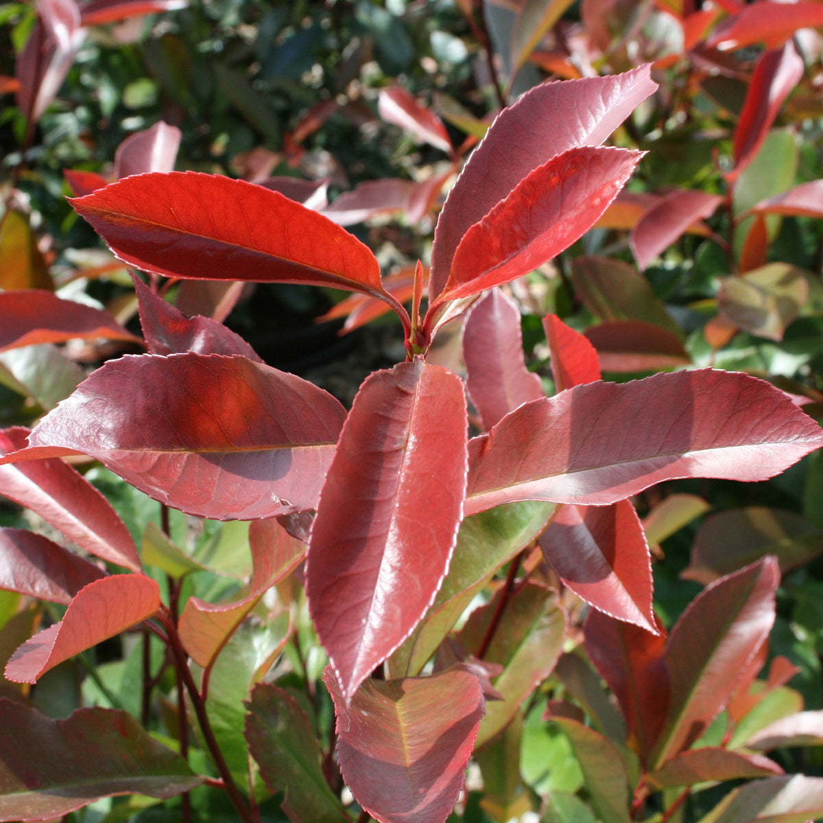 Photinia fraseri 'Camilvy'