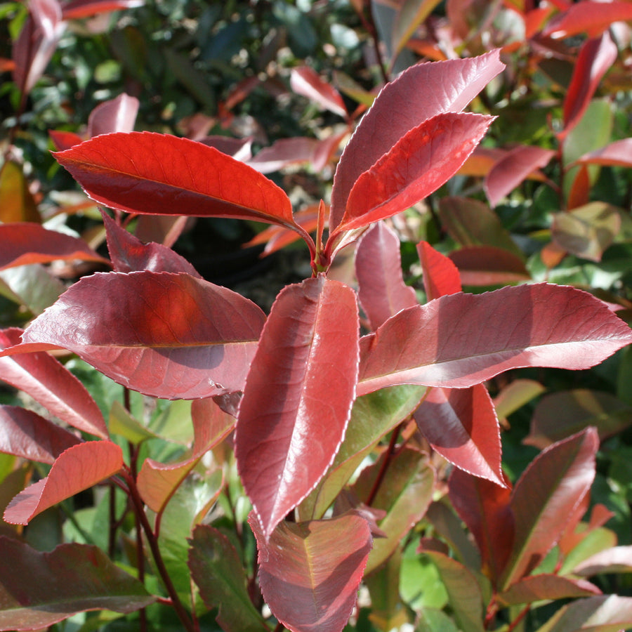 Photinia fraseri 'Camilvy'