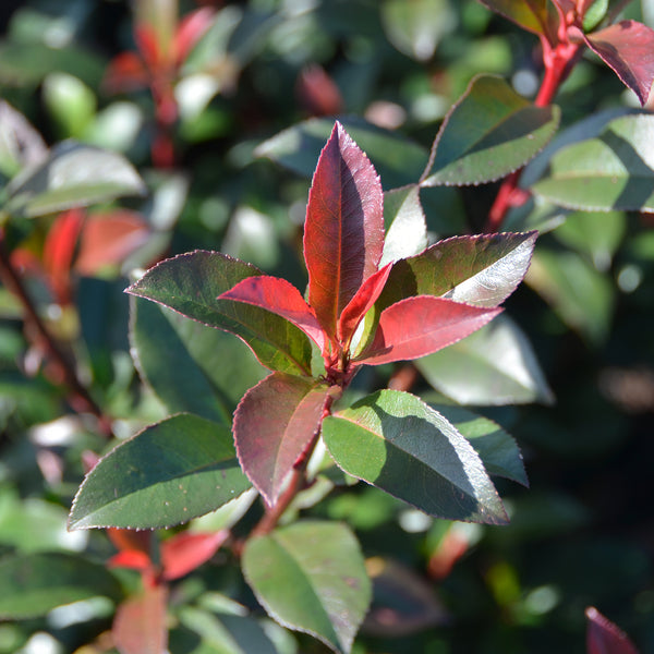Photinia fraseri 'Carré Rouge'