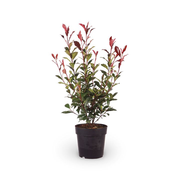 Photinia fraseri 'Carré Rouge'