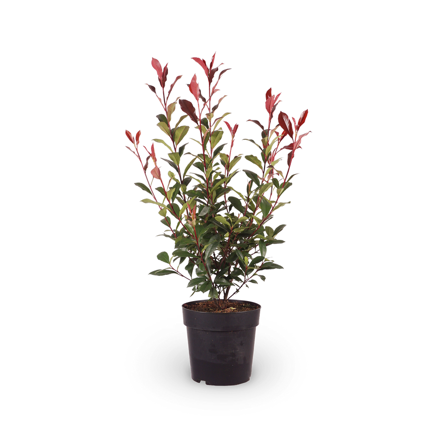 Photinia fraseri 'Carré Rouge'