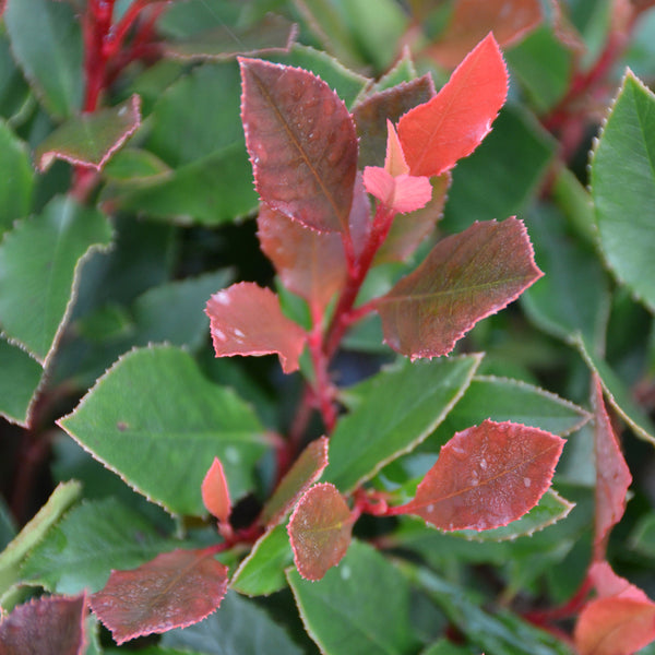 Photinia fraseri 'Chico'®