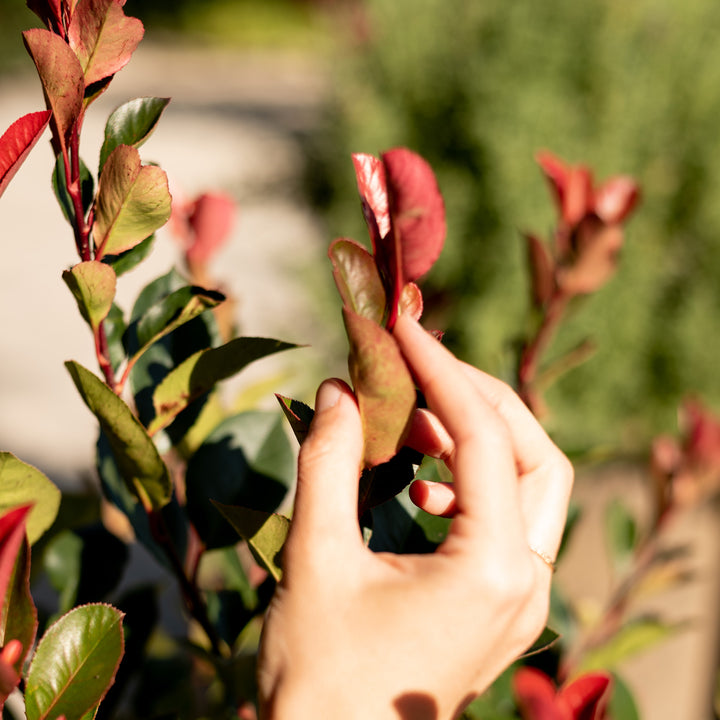 Blatt der Photinia fraseri 'Little Red Robin'