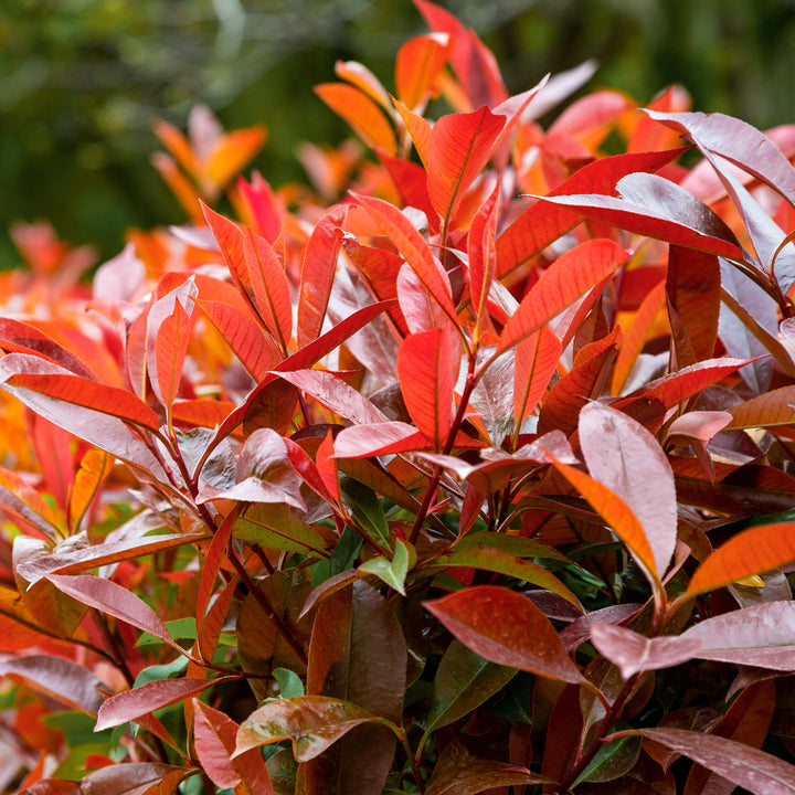 Laub von Photinia fraseri 'Little Red Robin'