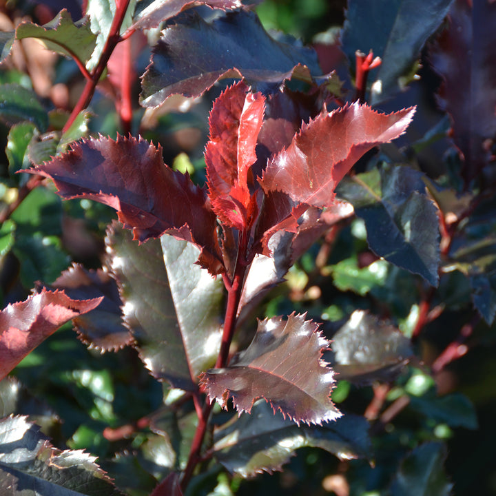 Photinia fraseri 'Magical Volcano'®