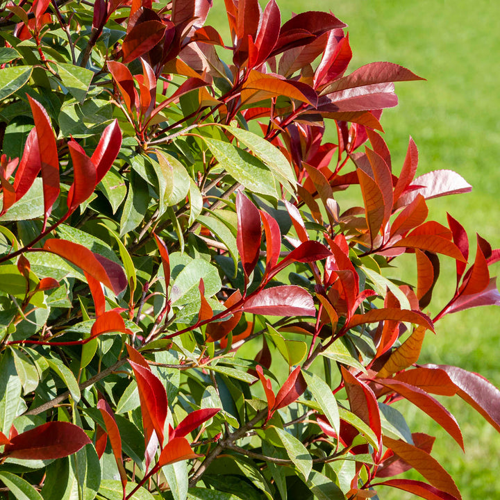 Rote und grüne Blätter der Photinia fraseri 'Red Robin'
