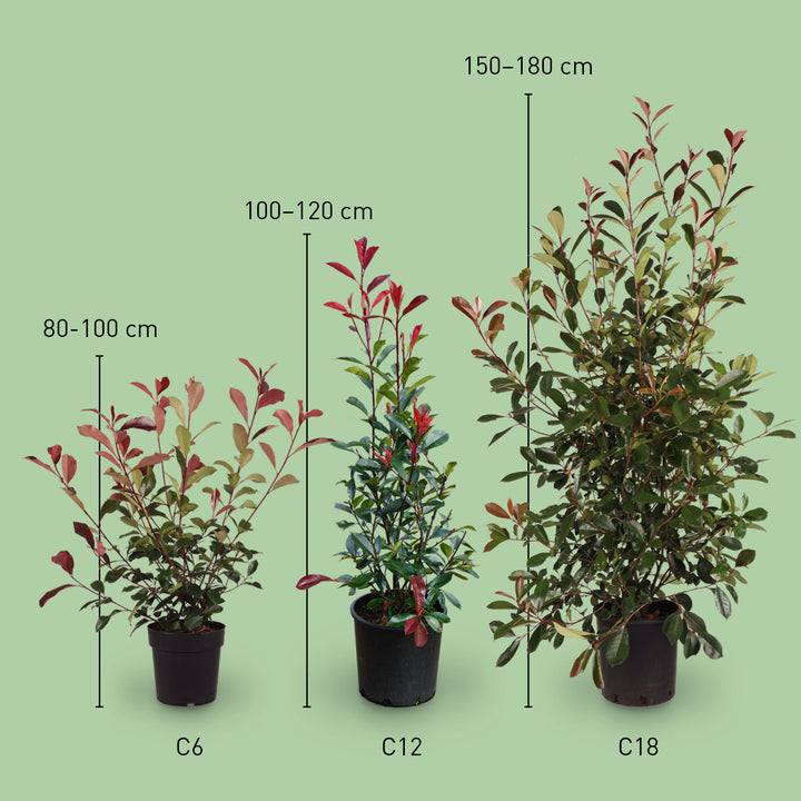 Größe der Photinia fraseri 'Red Robin'