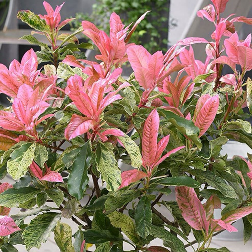 Photinia serratifolia 'Pink Crispy'®