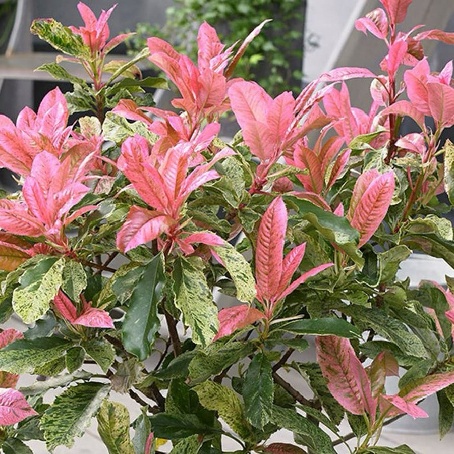 Photinia serratifolia 'Pink Crispy'®