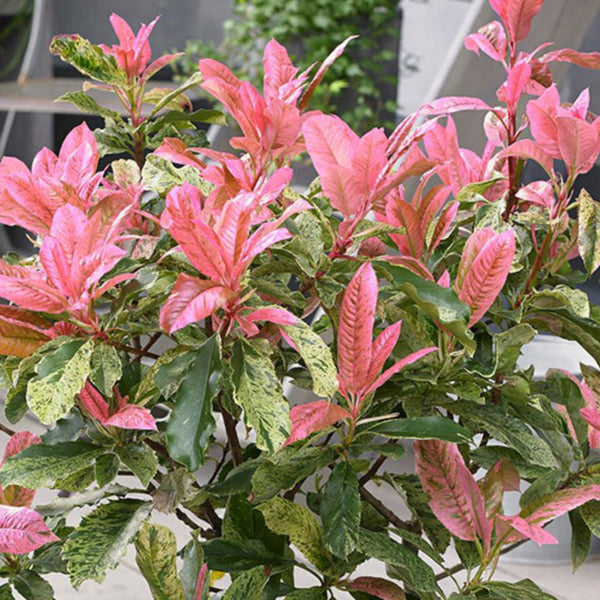 Photinia serratifolia 'Pink Crispy'®