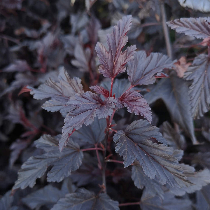 Physocarpus opulifolius 'All Black'®