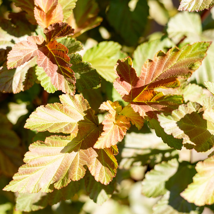 Laub von Physocarpus opulifolius 'Amber Jubilee'®