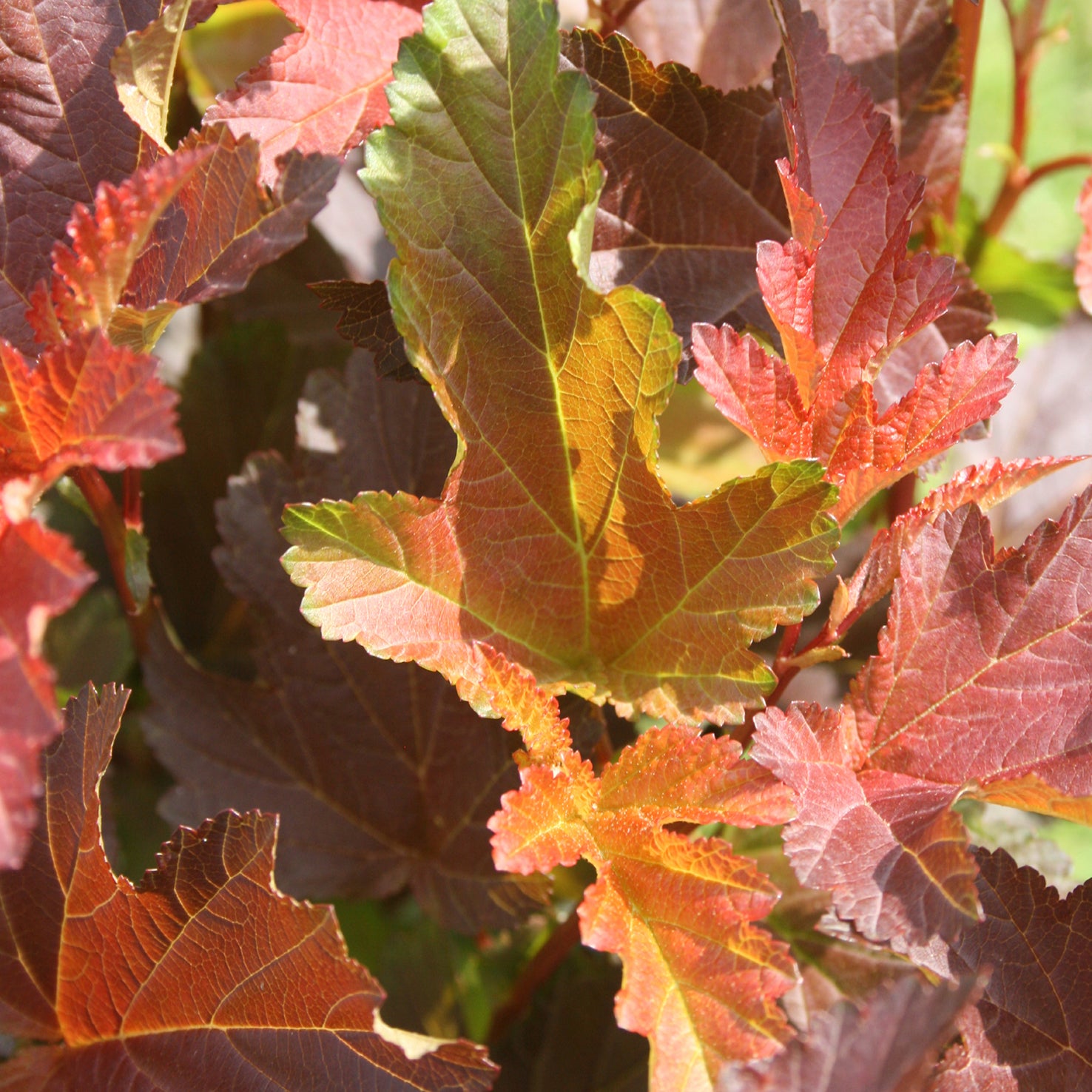 Physocarpus opulifolius 'Center Glow'®