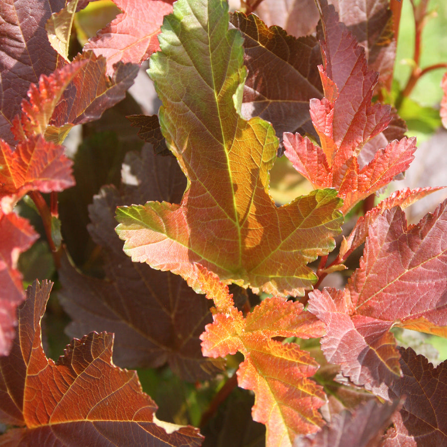 Physocarpus opulifolius 'Center Glow'®