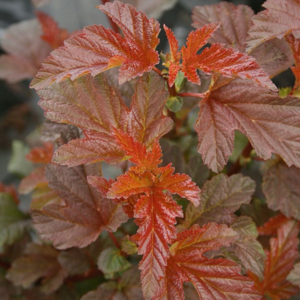 Physocarpus opulifolius Lady in Red®