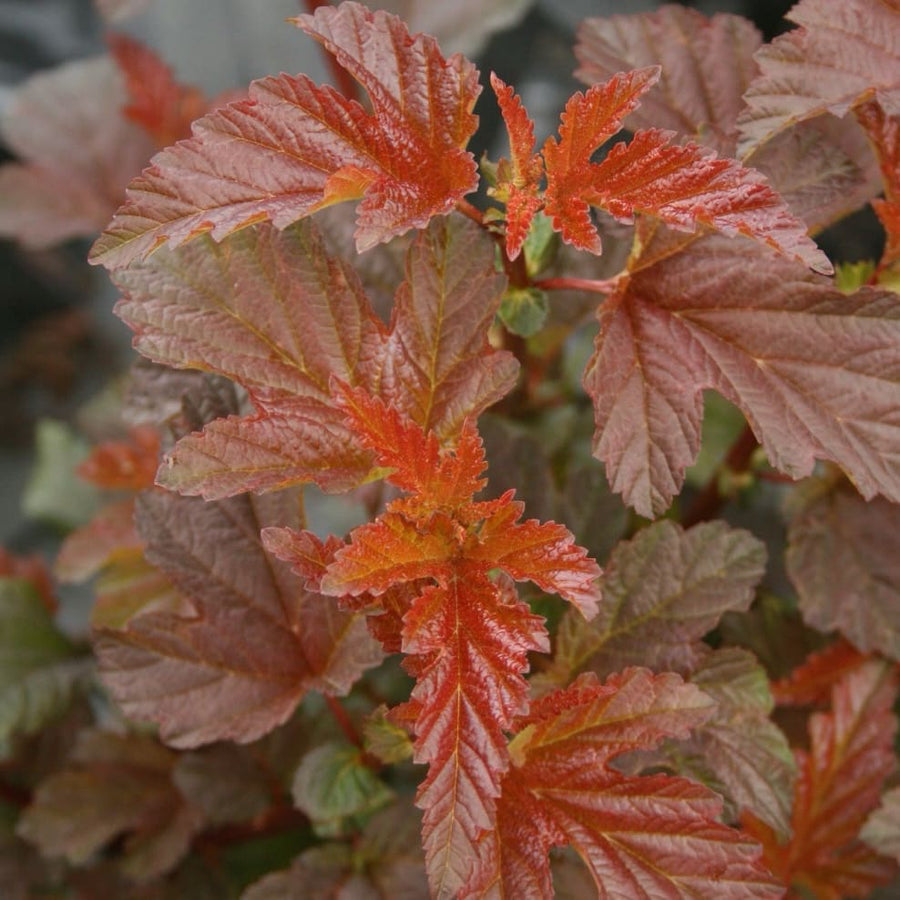 Physocarpus opulifolius Lady in Red®