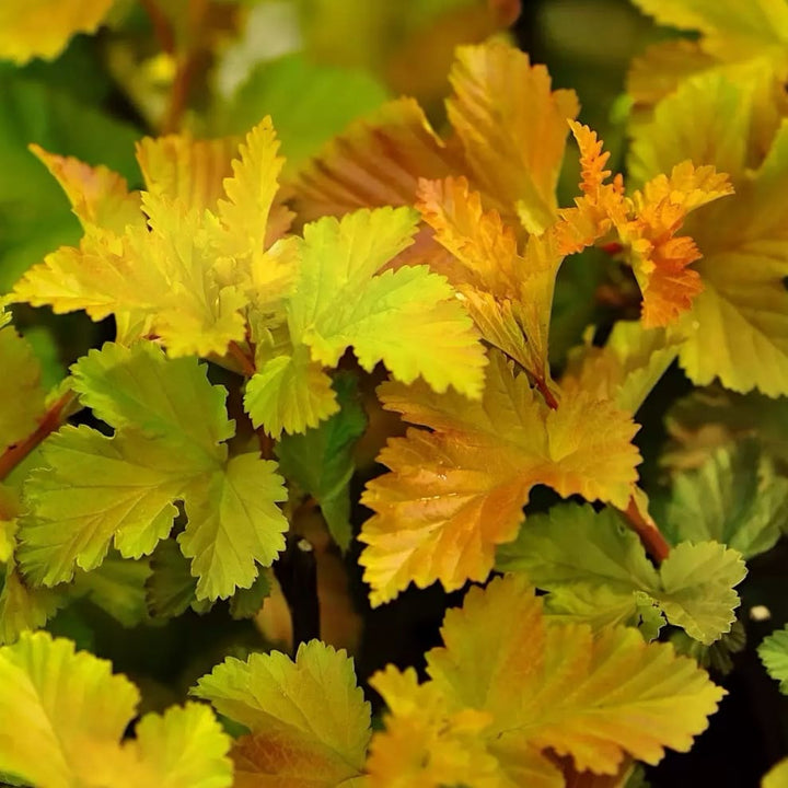 Physocarpus opulifolius 'Magic Ball'®