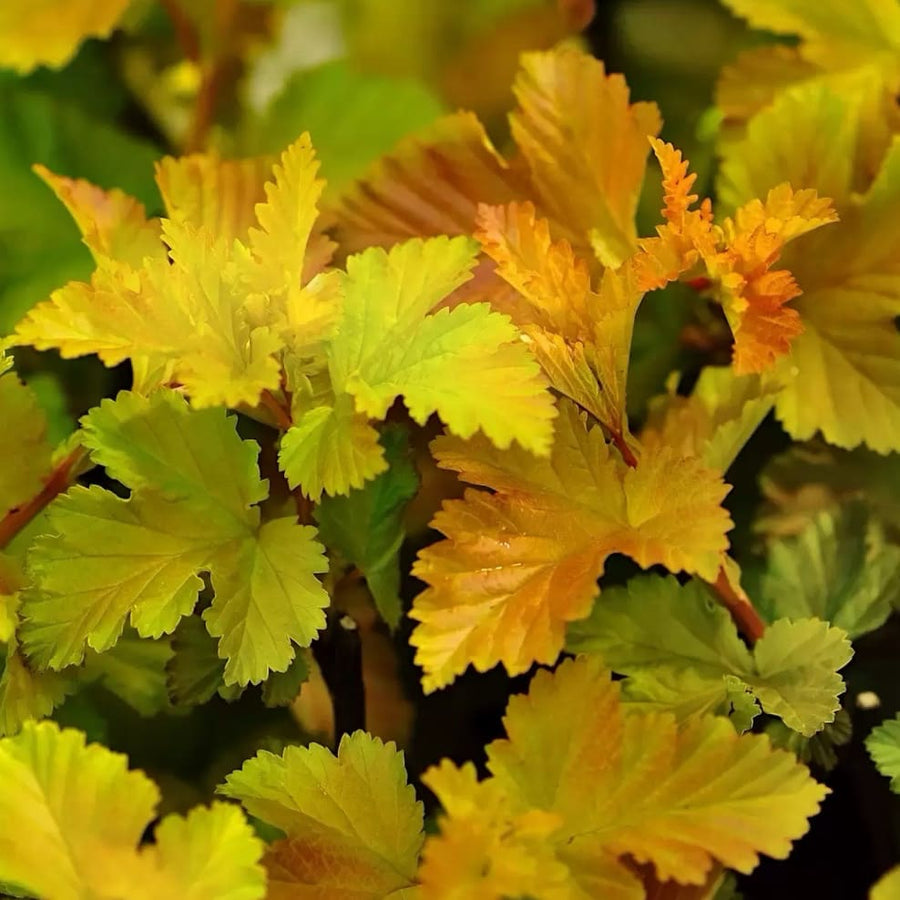 Physocarpus opulifolius 'Magic Ball'®
