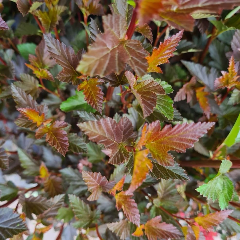 Physocarpus opulifolius 'Sweet Cherry Tea'®