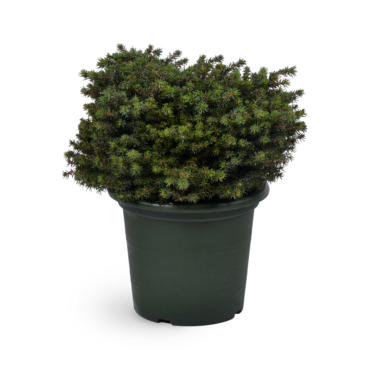 Picea abies 'Little Gem'