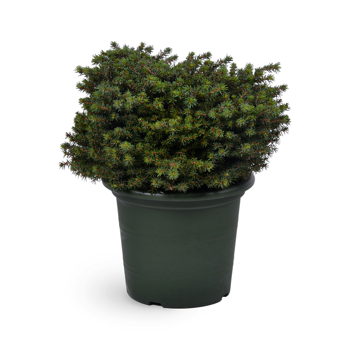 Picea abies 'Little Gem'