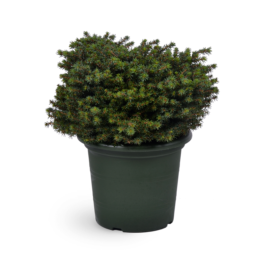 Picea abies 'Little Gem'