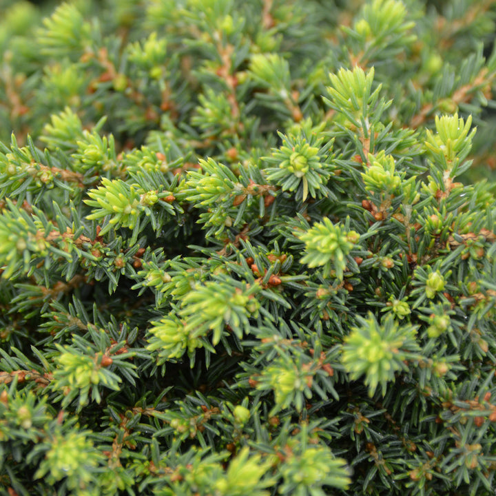 Picea abies 'Little Gem'