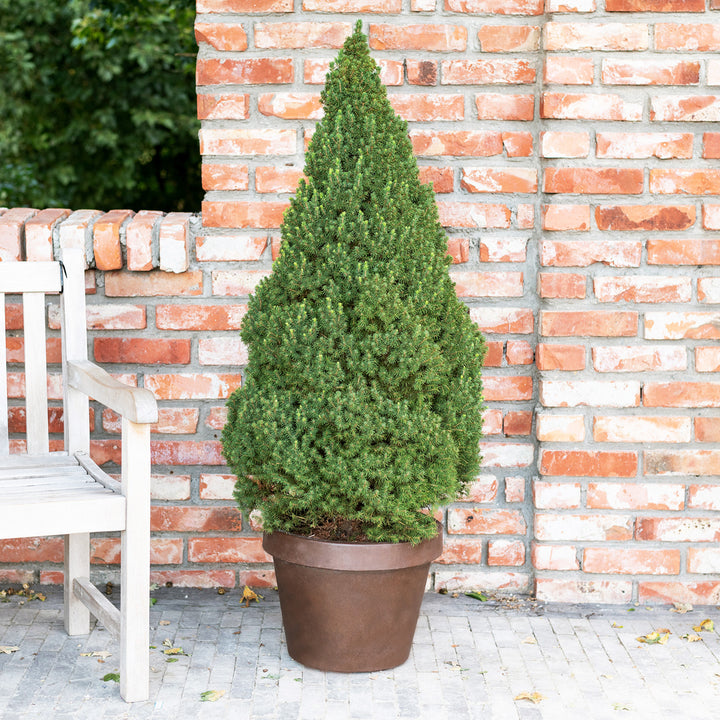 Picea glauca 'Conica' auf Terrasse
