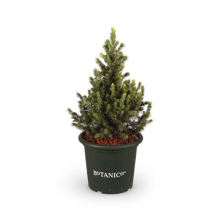 Picea glauca 'Rainbow's End'