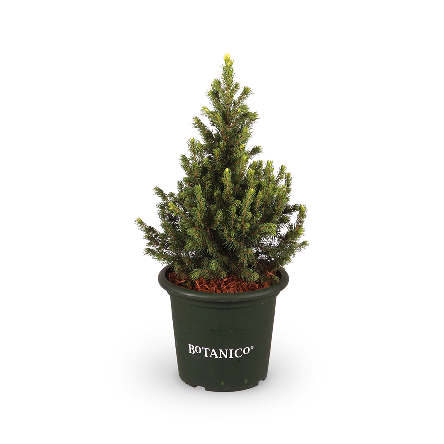 Picea glauca 'Rainbow's End'