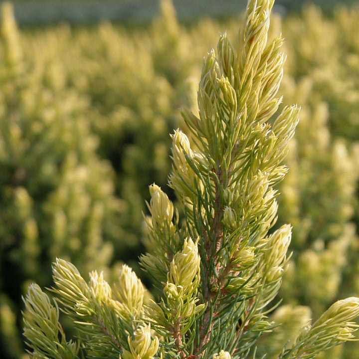 Picea glauca 'Rainbow's End'