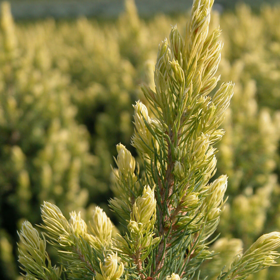 Picea glauca 'Rainbow's End'