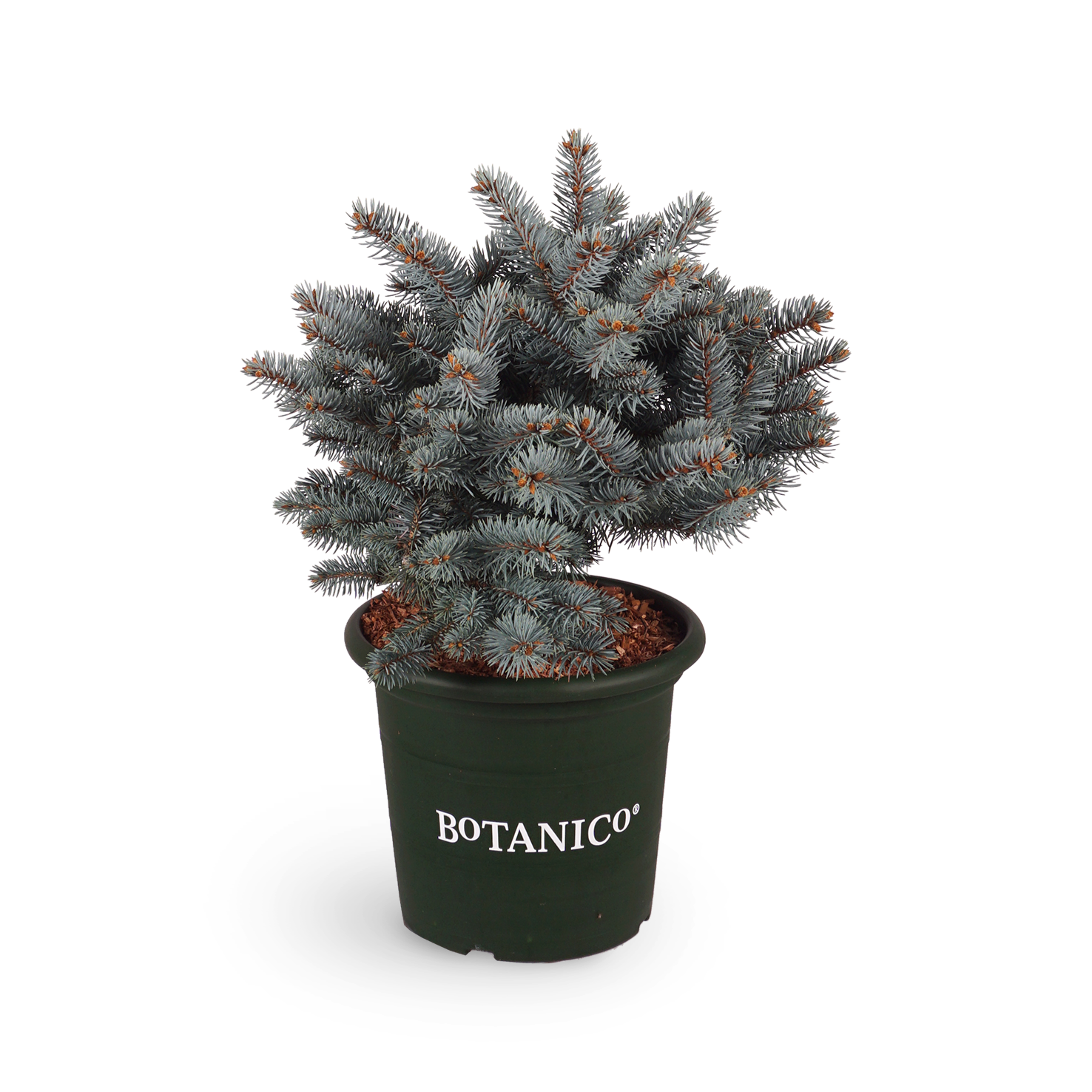 Picea pungens 'Glauca Globosa'
