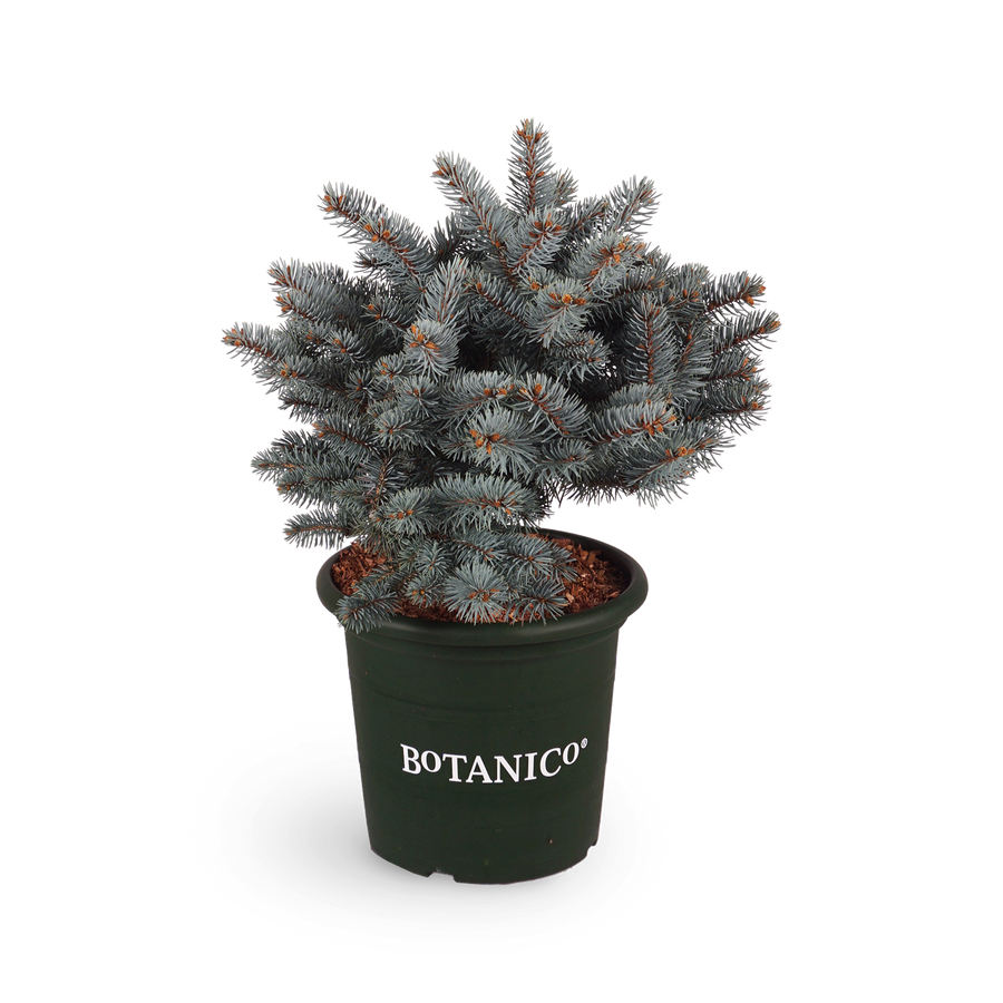 Picea pungens 'Glauca Globosa'