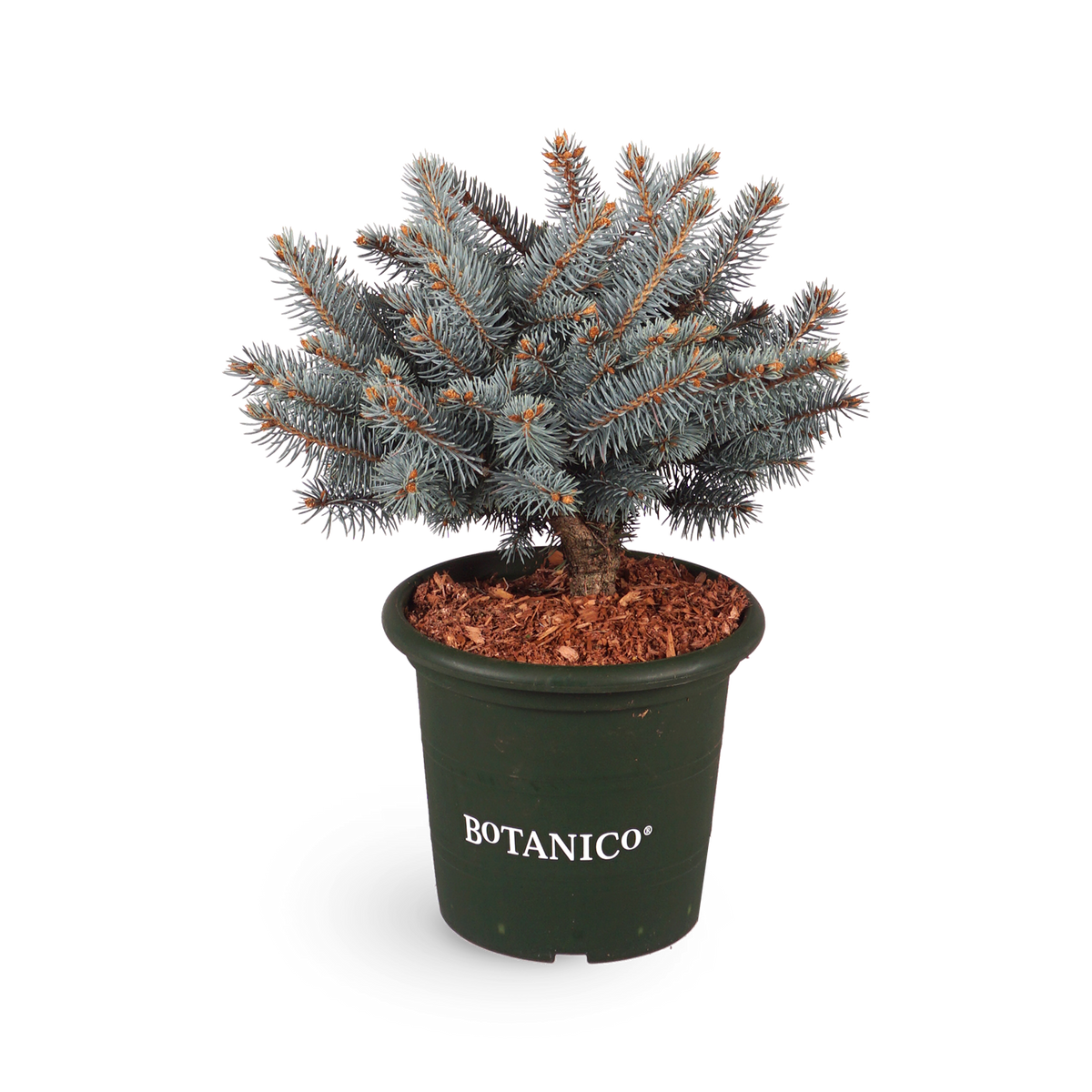 Picea pungens 'Glauca Globosa'