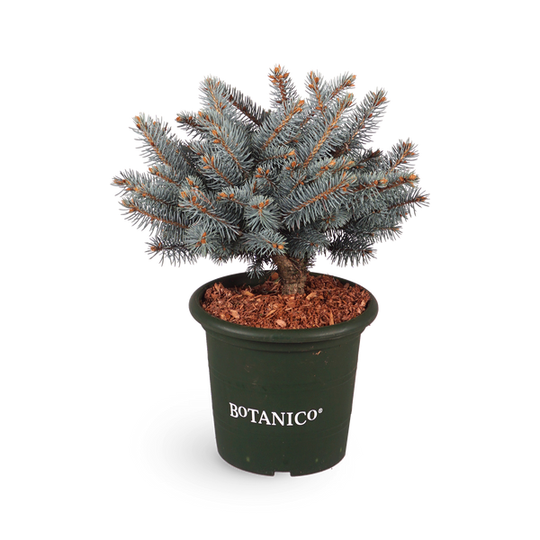 Picea pungens 'Glauca Globosa'