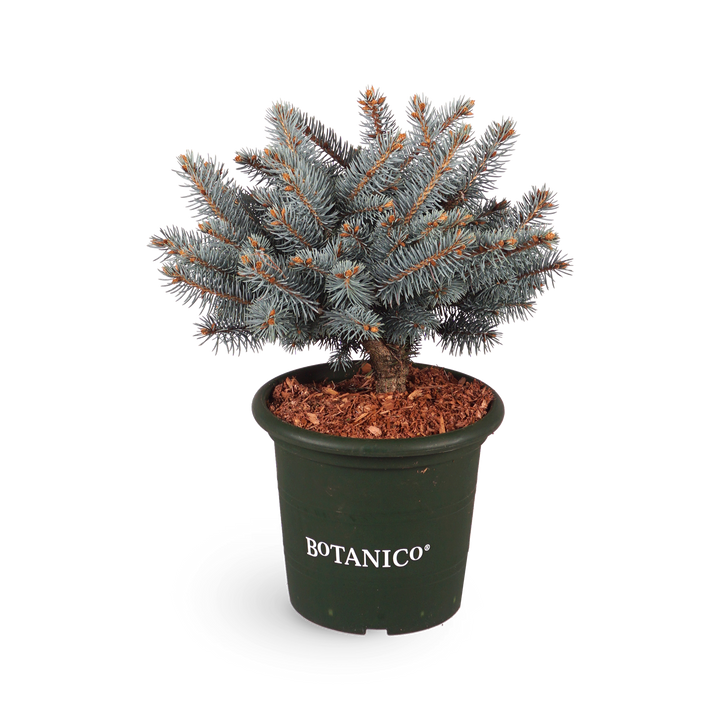 Picea pungens 'Glauca Globosa'