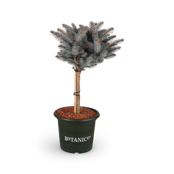 Picea pungens 'Glauca Globosa'