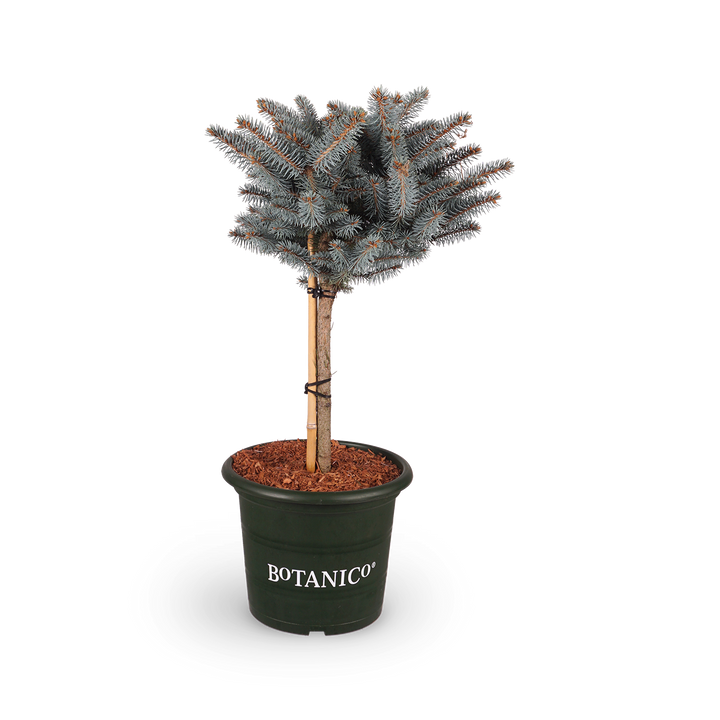 Picea pungens 'Glauca Globosa'