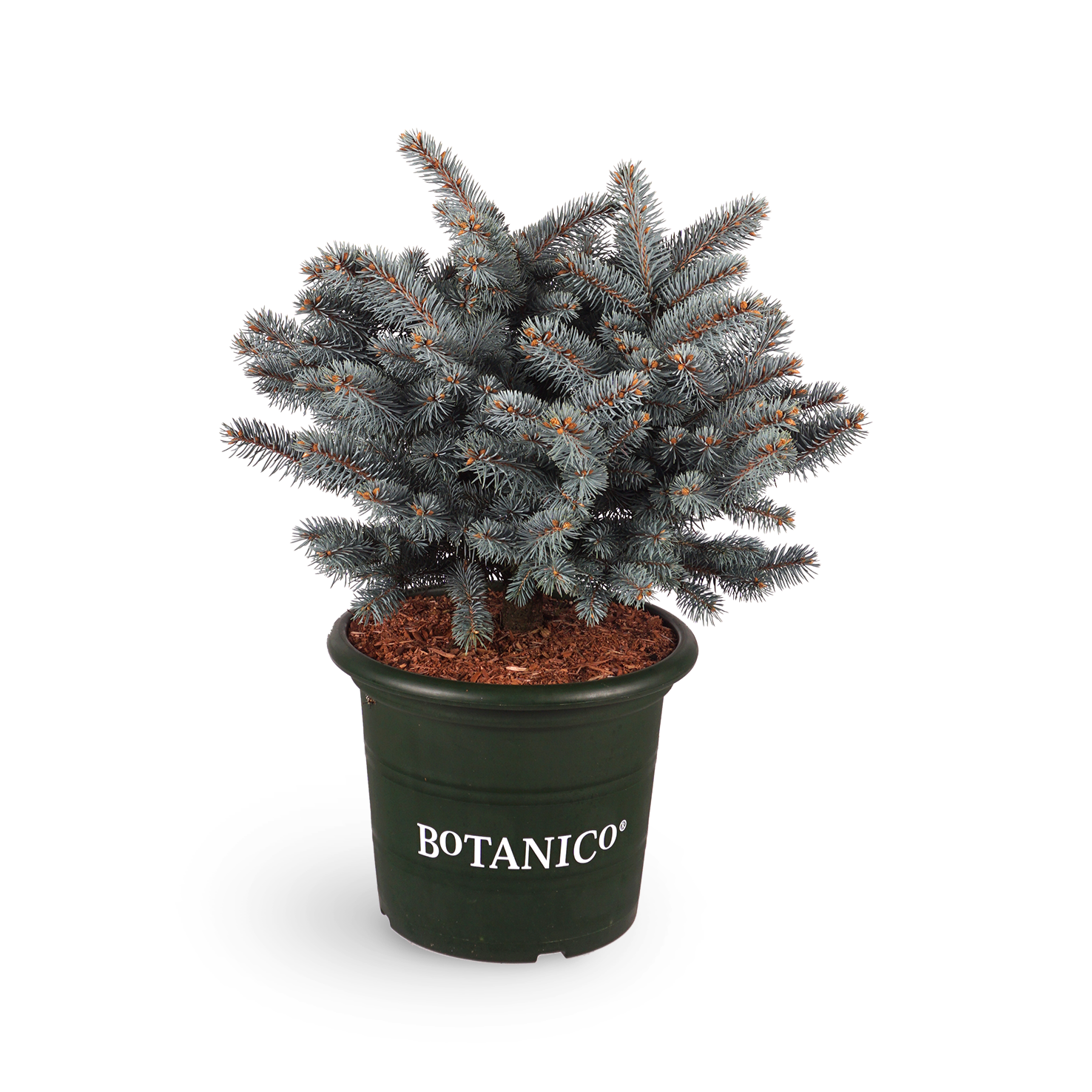 Picea pungens 'Glauca Globosa'