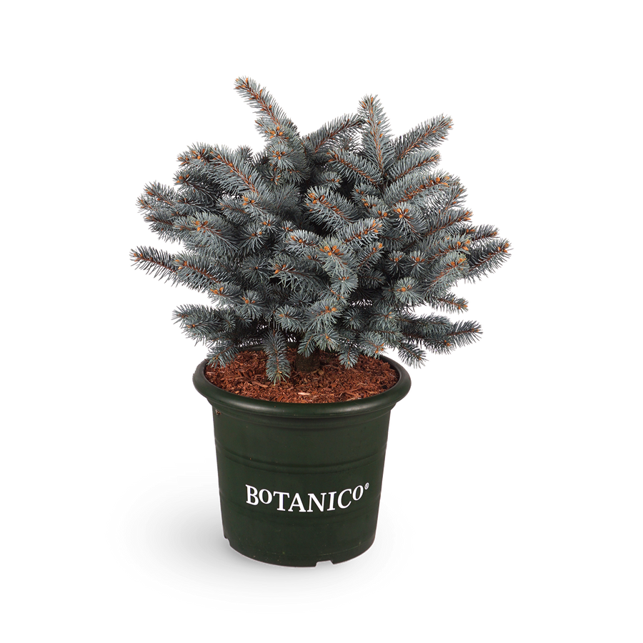 Picea pungens 'Glauca Globosa'