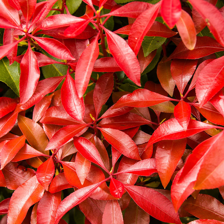 Blätter der Pieris japonica 'Mountain Fire'